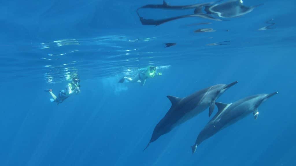 ハワイで野生のイルカと泳げる理由