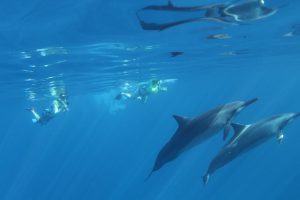 ハワイで野生のイルカと泳げる理由