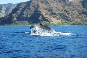 冬だけのスペシャルツアー、ハワイで野生のクジラと出会うホエールウオッチングツアー！