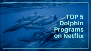 TOP 5 Dolphin Documentaries on Netflix