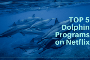 Top 5 Dolphin Programs on Netflix