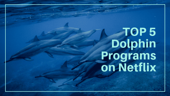 You are currently viewing Top 5 Dolphin Programs on Netflix