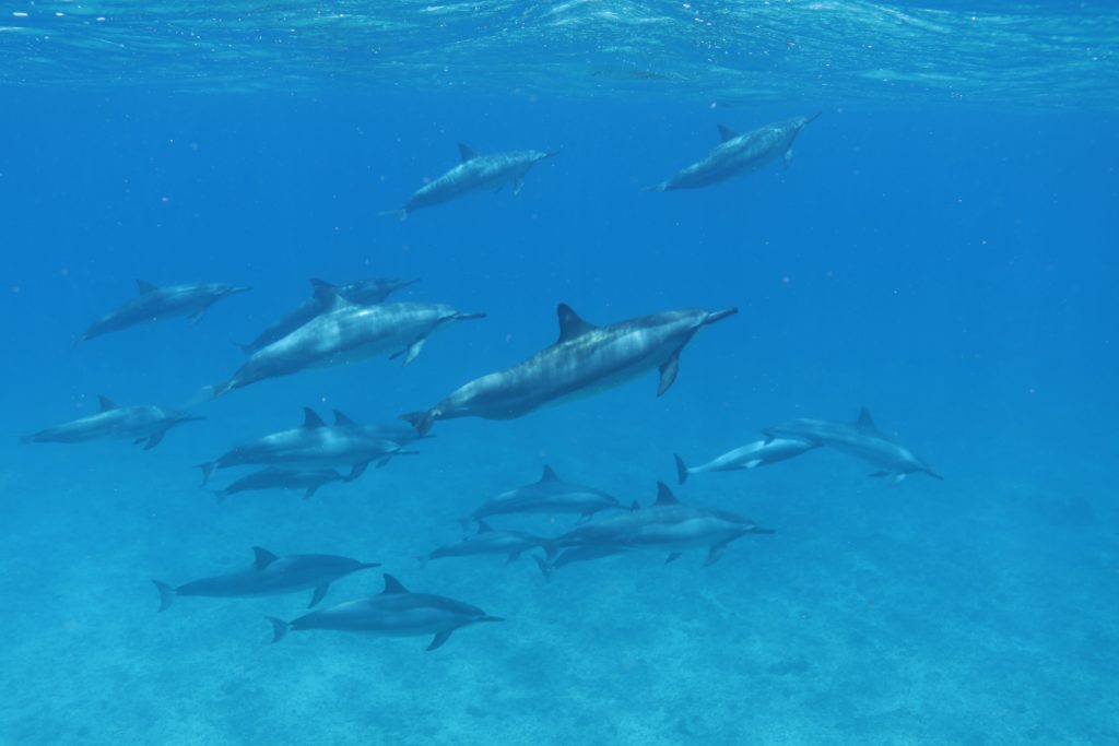 Swim with dolphins on a Dolphins and You tour in Hawaii
