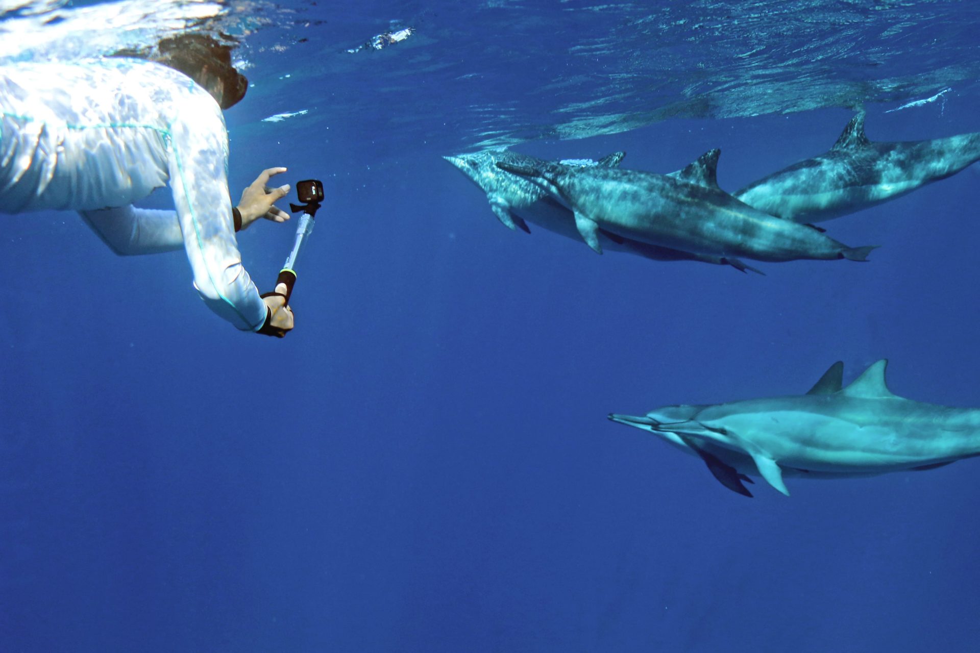 Swim With Dolphins In Oahu And You Hawaii S Best Tour Swimming With Dolphins In Waikiki