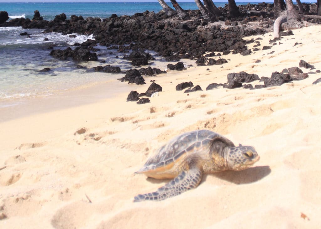 See Hawaii sea turtles on a circle-island tour of Oahu