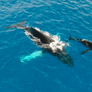 Whale mother and baby