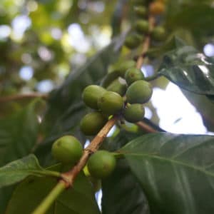 Raw coffee beans at the Oahu Macadamia Nut Farm