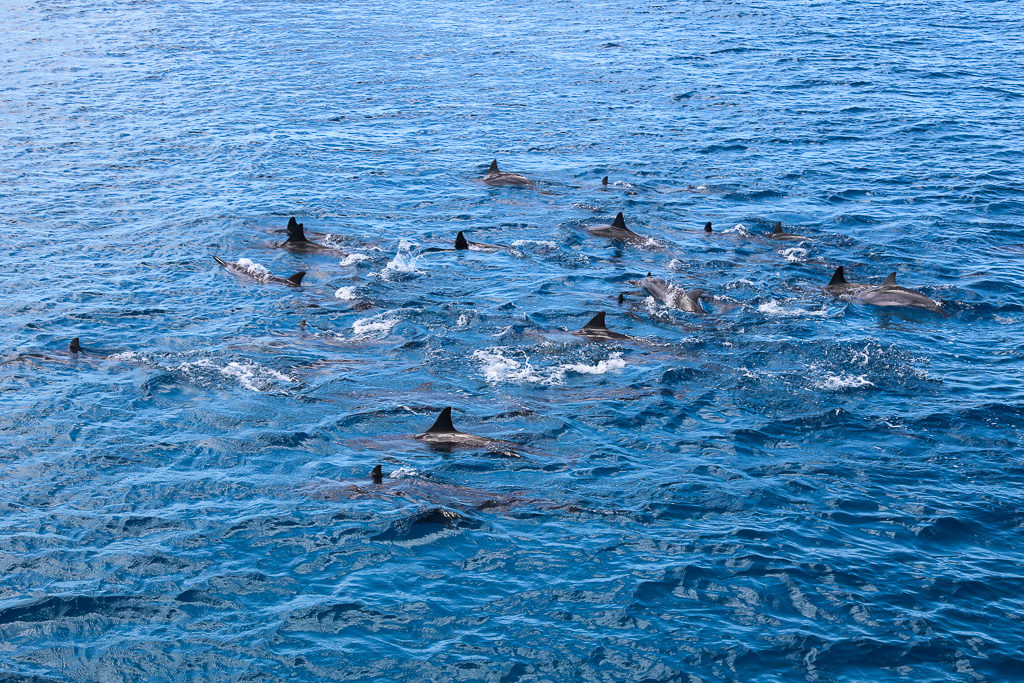 Large Spinner Dolphin Pod