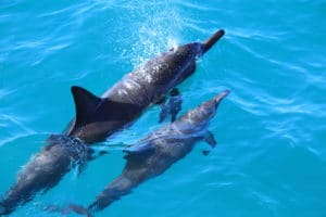 Dolphin mother and baby