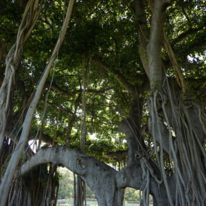 Banyan trees in Kapiolani Park