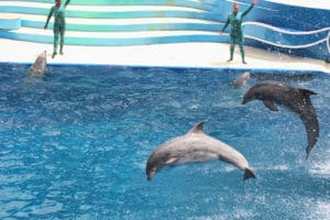 Canada has banned dolphin captivity