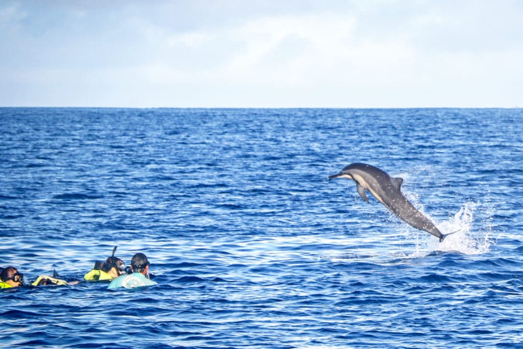 Dolphins and You offers swimming with dolphins in the wild in Oahu