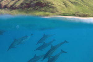 Dolphins swim in the wild in Hawaii