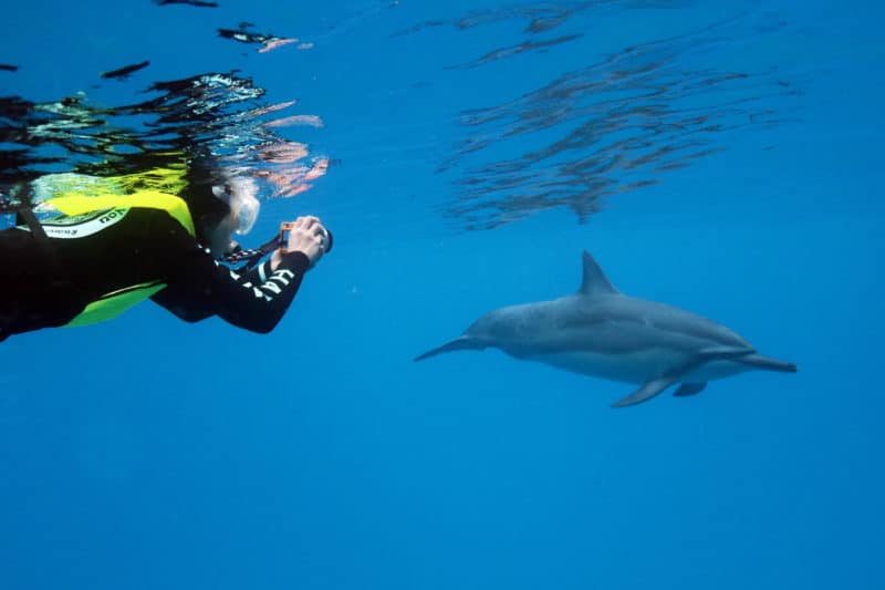 Swimming with Dolphins in Hawaii