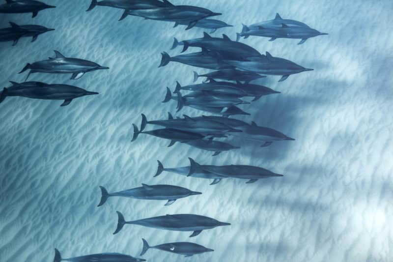 Experience Oahu on a swimming with dolphins tour