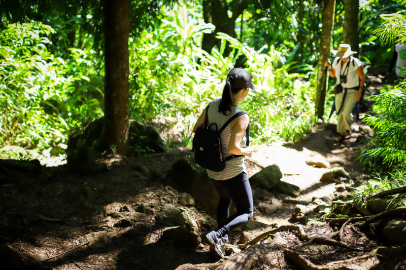Hike to Aihualama Falls in Oahu