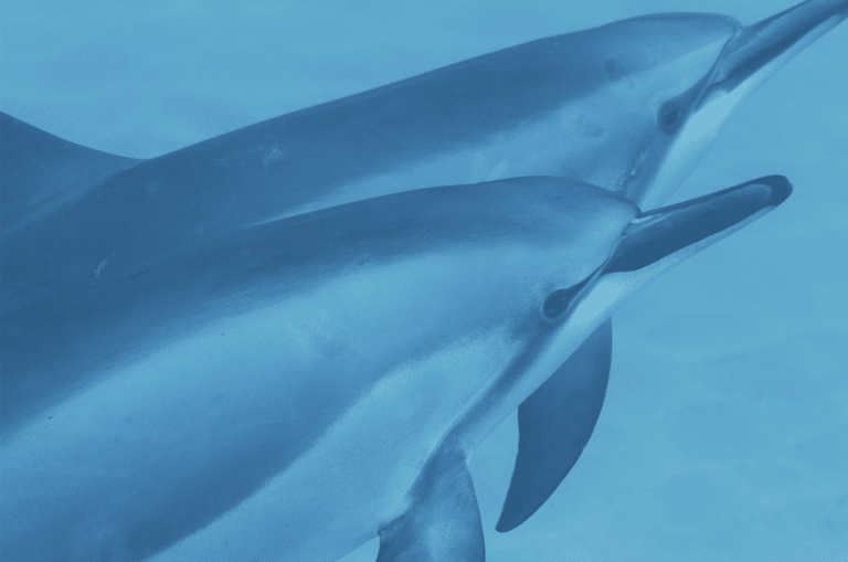 virtualdolphinseminar