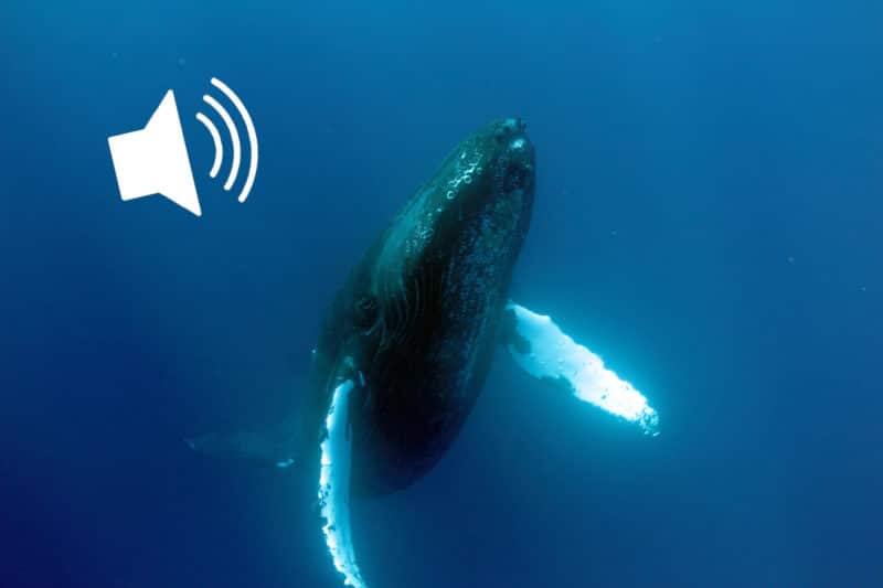 Whales and You includes underwater microphone to listen to whale sounds