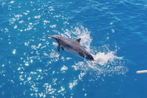 ハワイのイルカについての新しいルール / イルカと泳ぐツアーからウオッチングツアーへ
