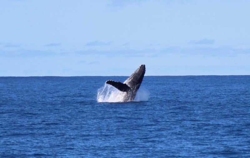 whale watching in march