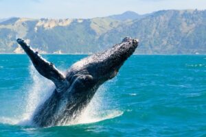 Best Time for Whale Watching in Hawaii – 2025 Guide