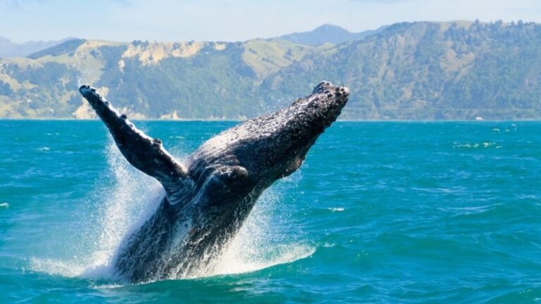 Oahu-whales-and-you-Whale-watching-tour