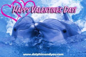 Dolphins in Love ~ How long do Dolphins stay together?