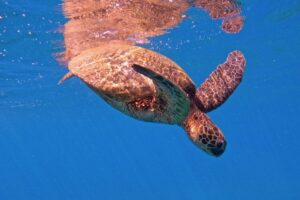ハワイのウミガメはどのぐらい早く泳げるの？