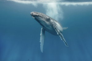 潜水艦に恋をしたクジラ
