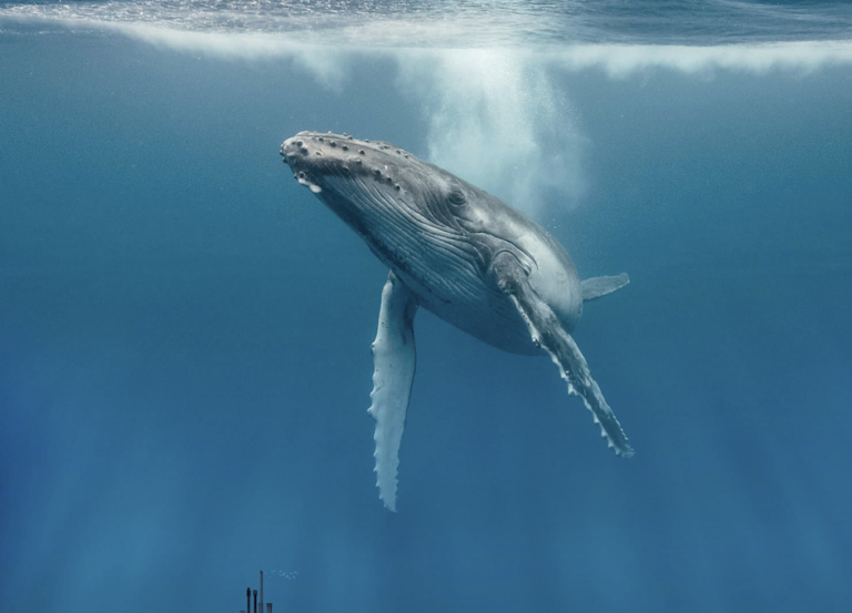 クジラ
