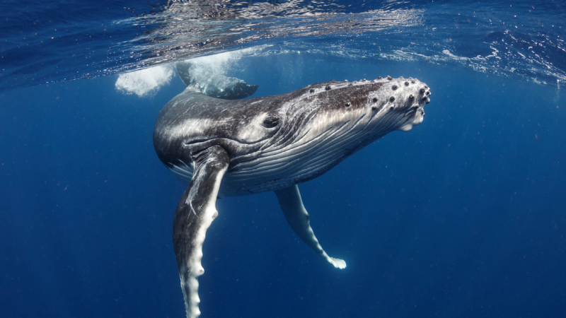 Do most whales die from drowning?