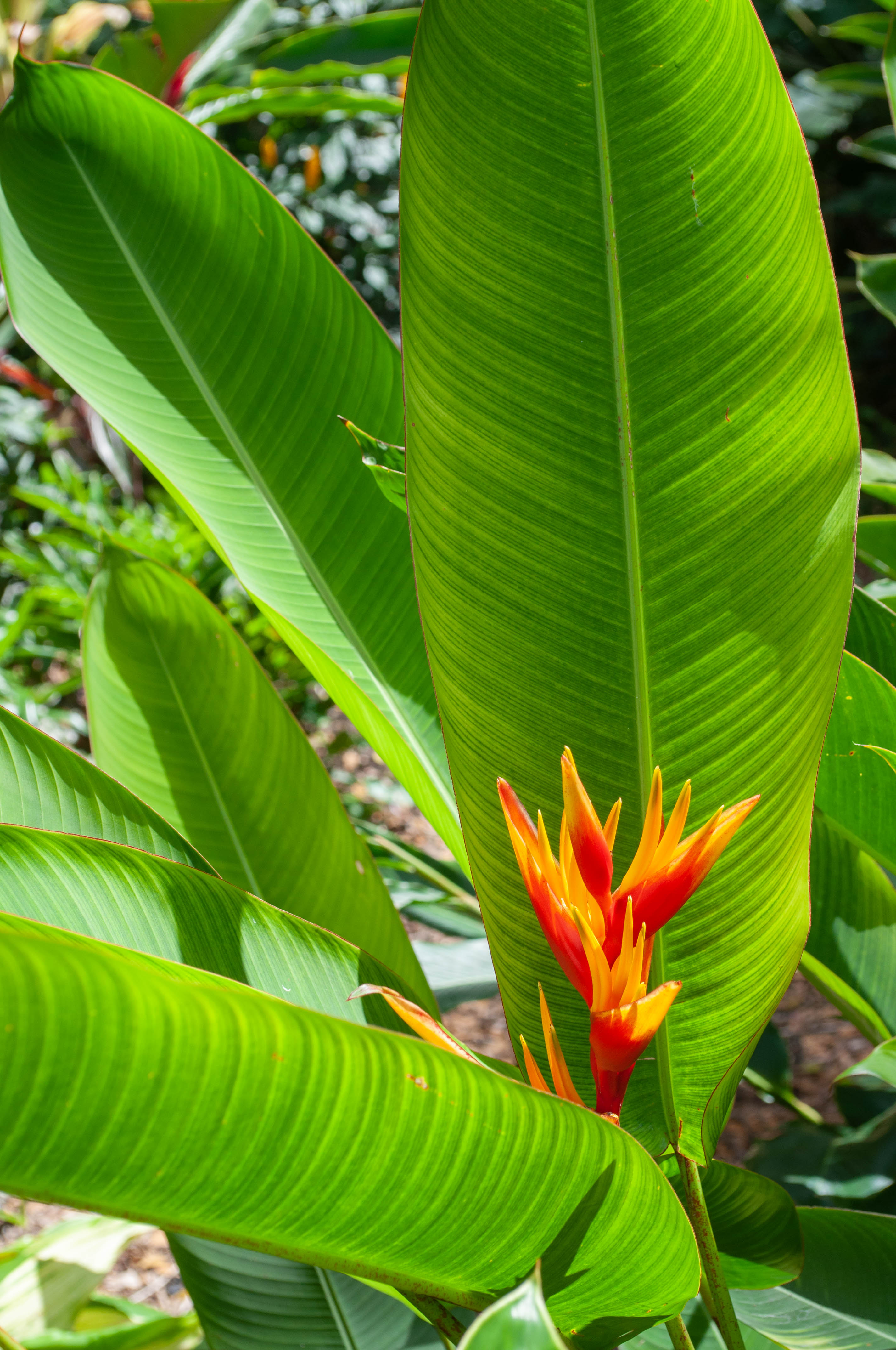 Waimea_20230406_sk0376