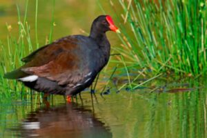 Top 10 Rare Birds in Hawaii including Alae Ula – Hawaii Guide