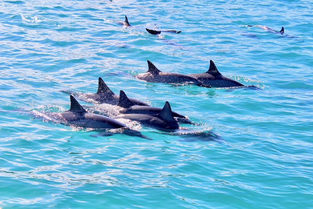 You are currently viewing How do Hawaiian dolphins demonstrate social hierarchies within their pods, and do these hierarchies vary between different dolphin species?