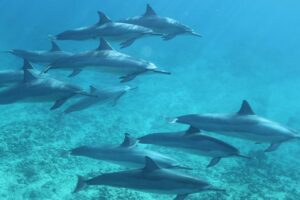 What kind of dolphins are in Hawaii?