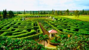 Dole Plantation Maze