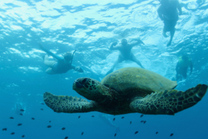 Snorkeling Tours in Hawaii: Experience the Magic of Turtle Canyon