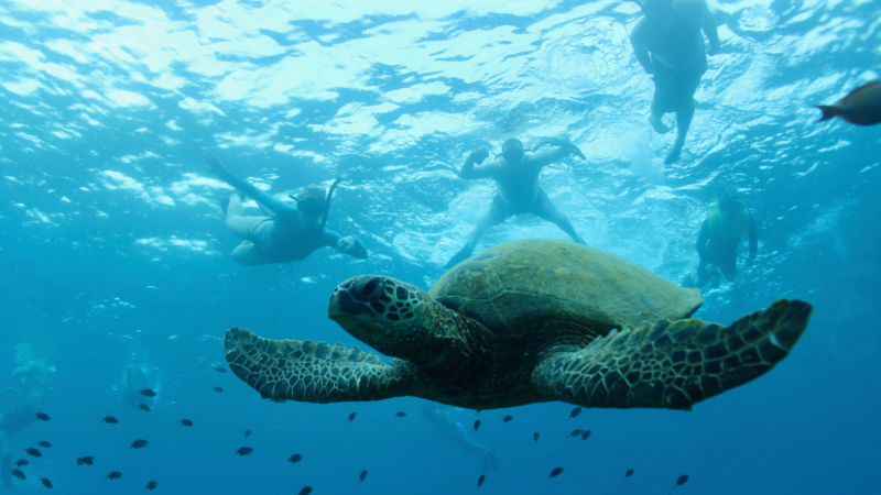 Waikiki Turtle Snorkel at Turtle Canyon