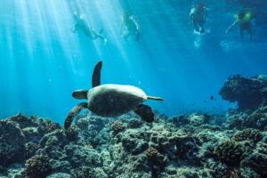 Safest Place To Snorkel On O’ahu