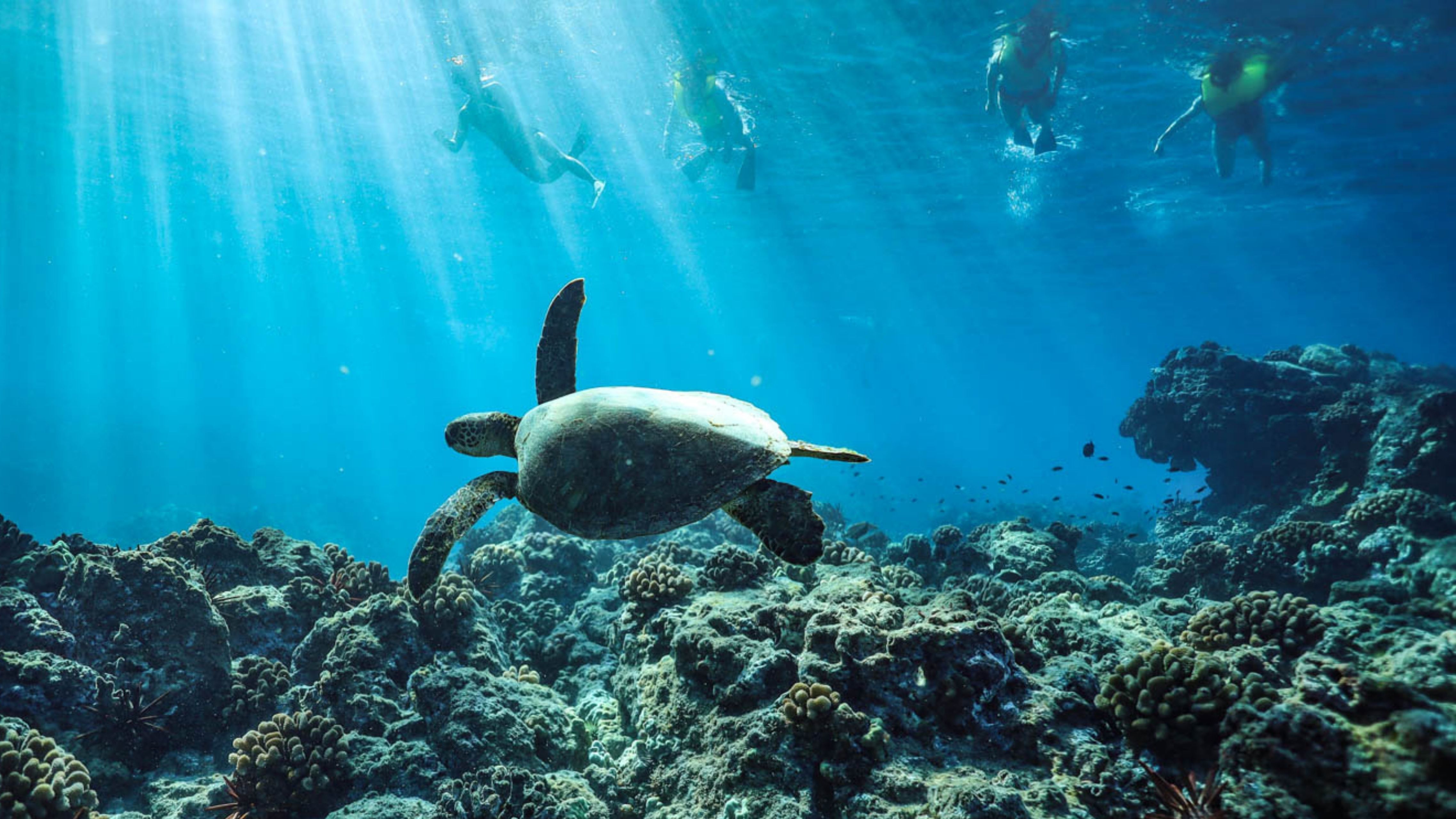 You are currently viewing Safest Place To Snorkel On O’ahu