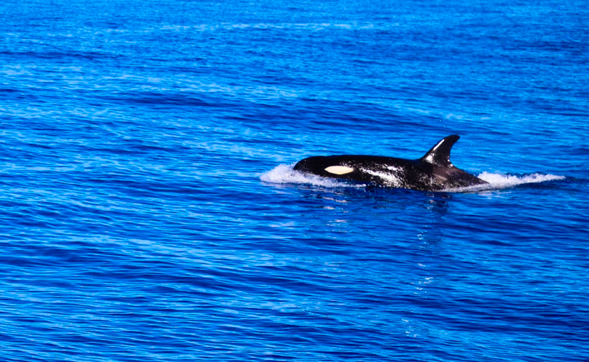 Orca surfacing of the West Coast of Oahu