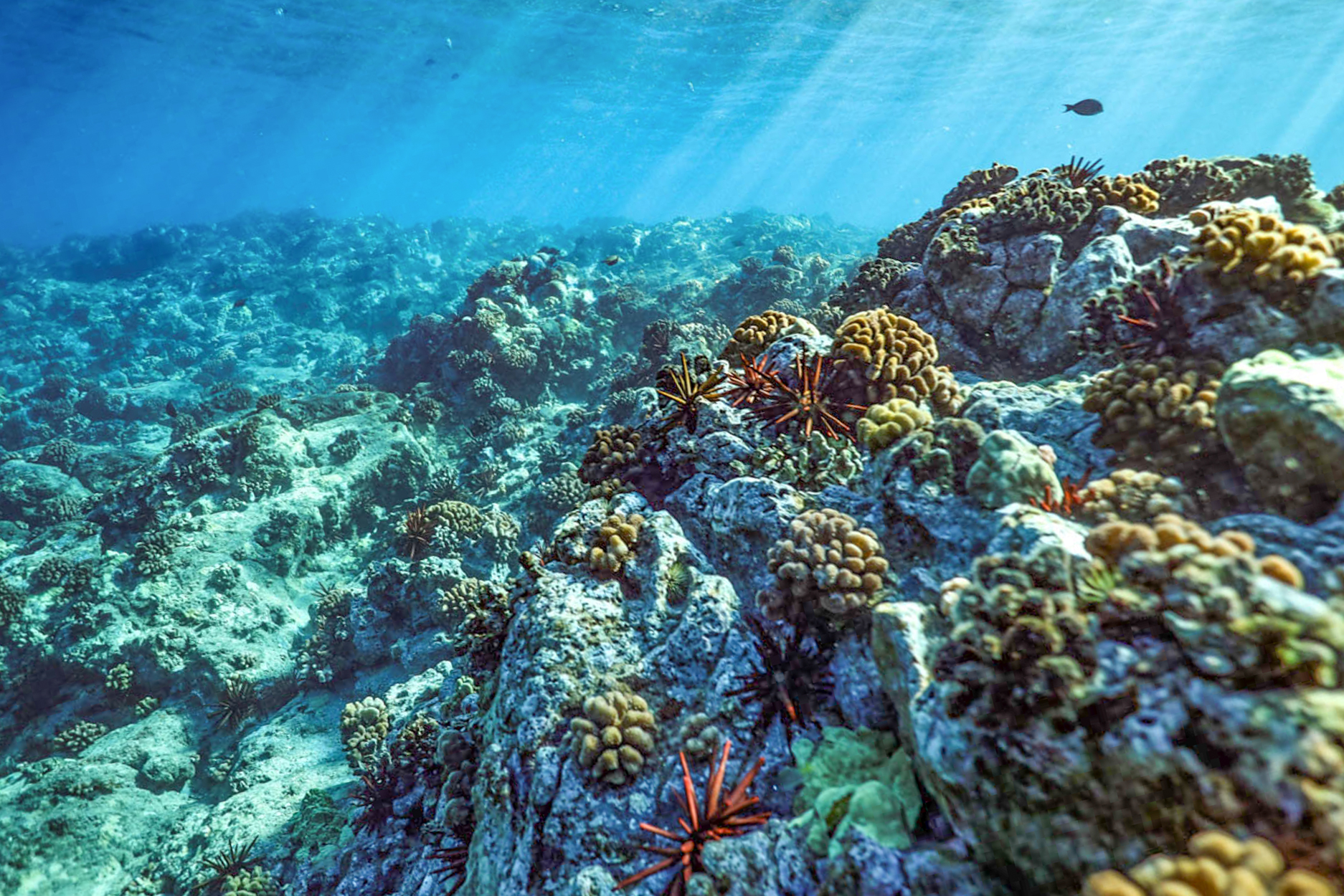 Vibrant reefs filled with marine life surround Hawaii