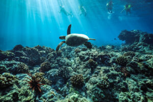 What are the best spots on Oahu to snorkel with turtles?