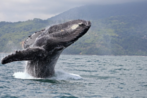 What are the primary threats to Hawaii humpback whales, both natural and human-induced?
