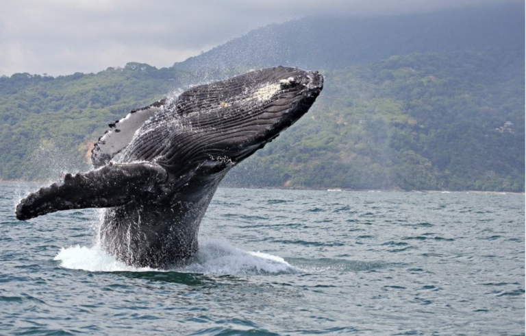 hawaii humpback whale