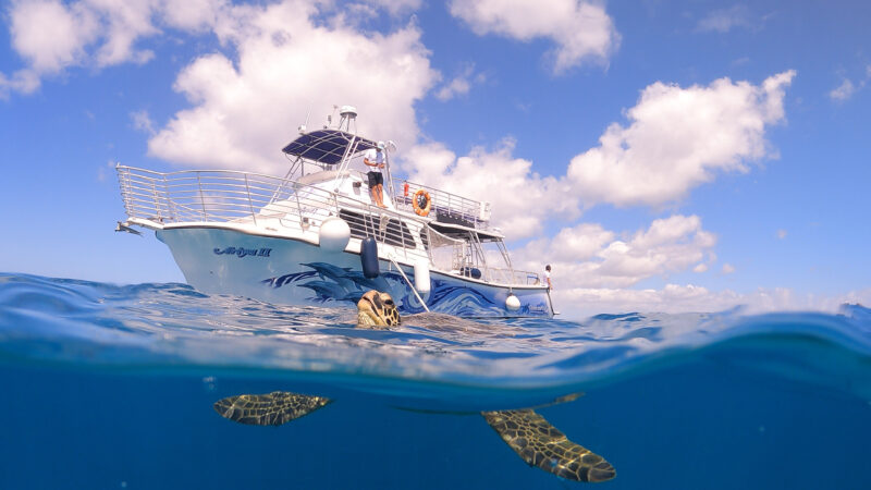 Turtle Snorkeling Oahu Tour