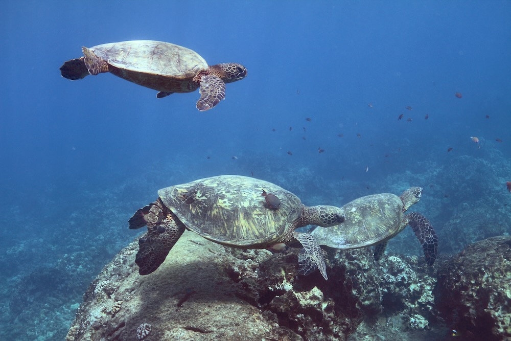 You are currently viewing Exploring the Wonders of Hawaiian Sea Turtle Reproduction