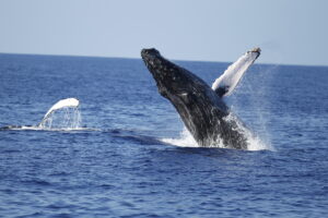 Winter Fun Alert: Hawaii’s Cool Whale Tour!