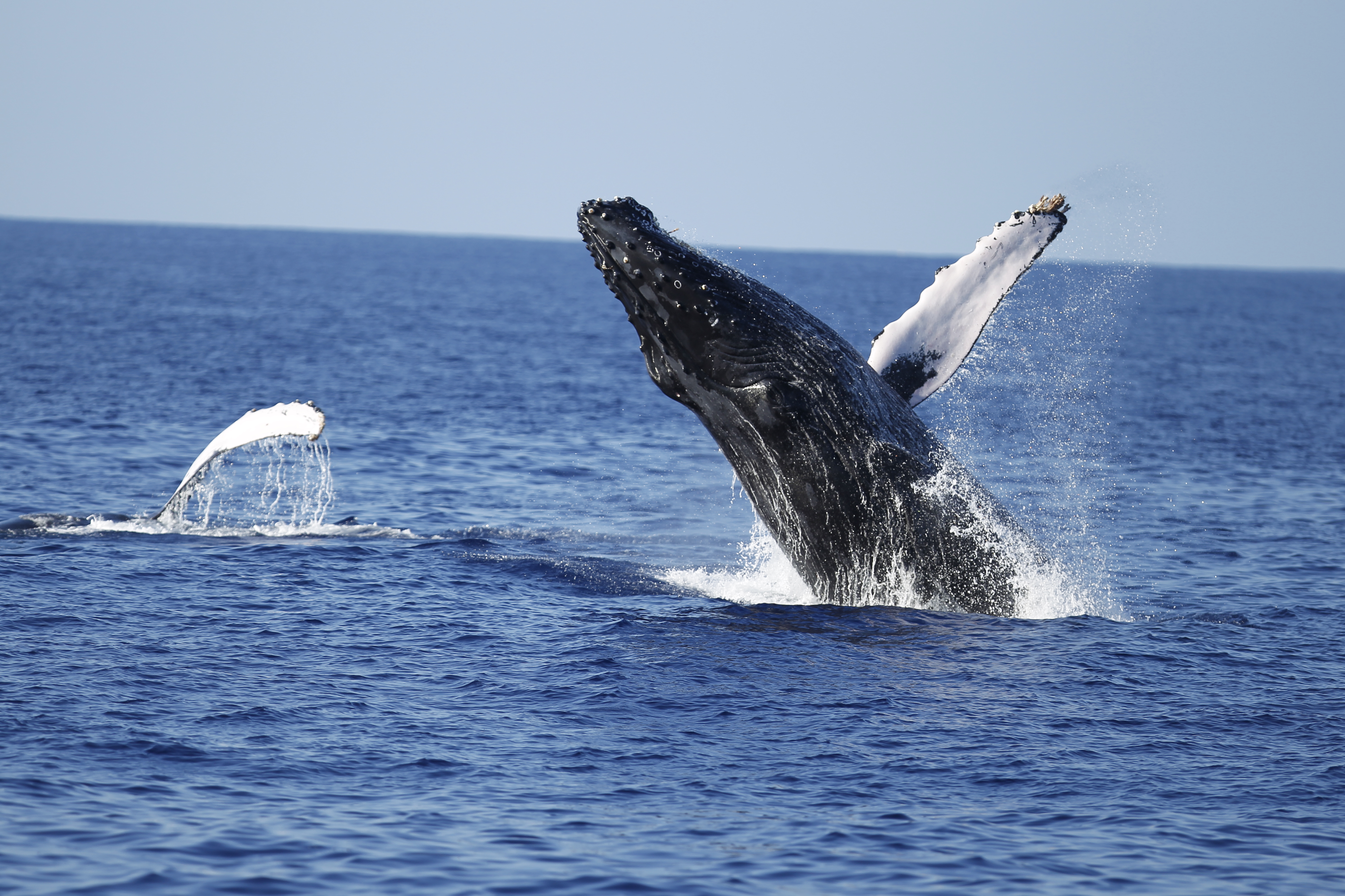 You are currently viewing Winter Fun Alert: Hawaii’s Cool Whale Tour!