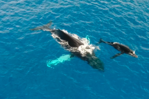How long can a Hawaii humpback whale hold its breath underwater?
